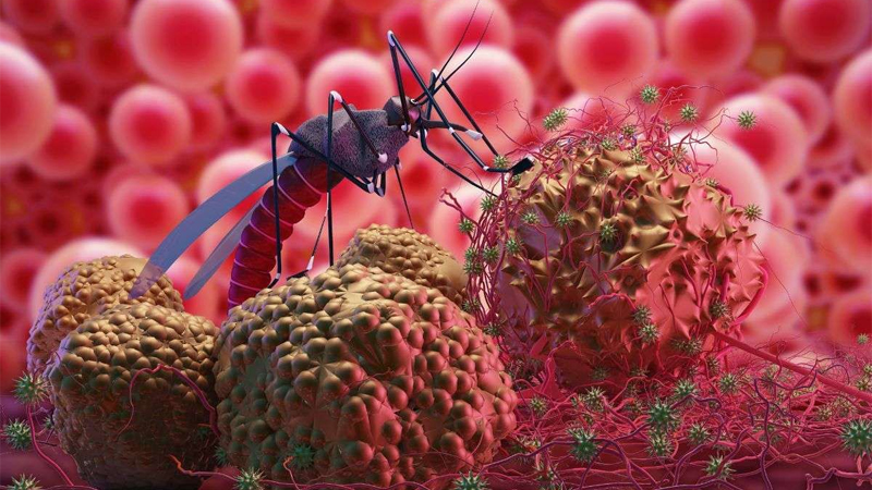 Mengenal Penyakit Malaria dan Cara Pencegahannya – PAFI Kab. Karimun